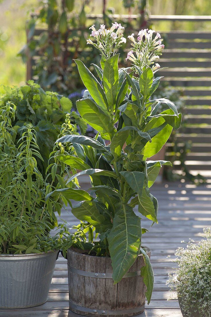 Nicotiana tabacum (Echter Tabak, Virginischer Tabak) in Holzkuebel