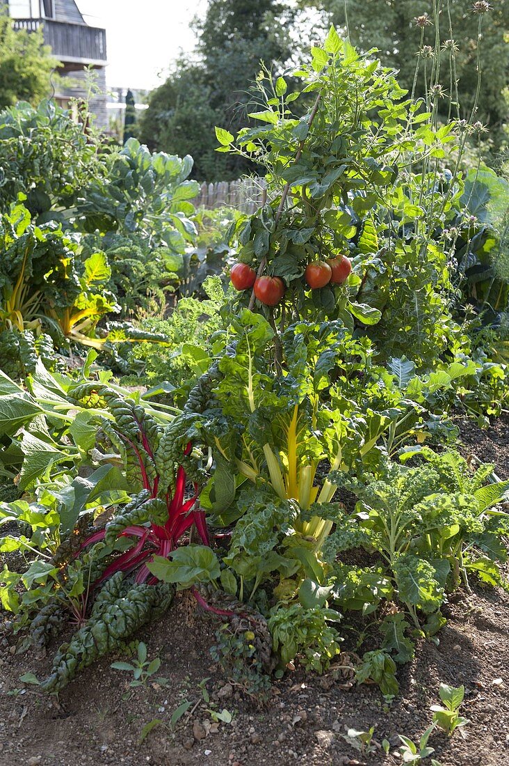 Hill bed in late summer: Swiss chard 'Bright Lights' (Beta vulgaris)