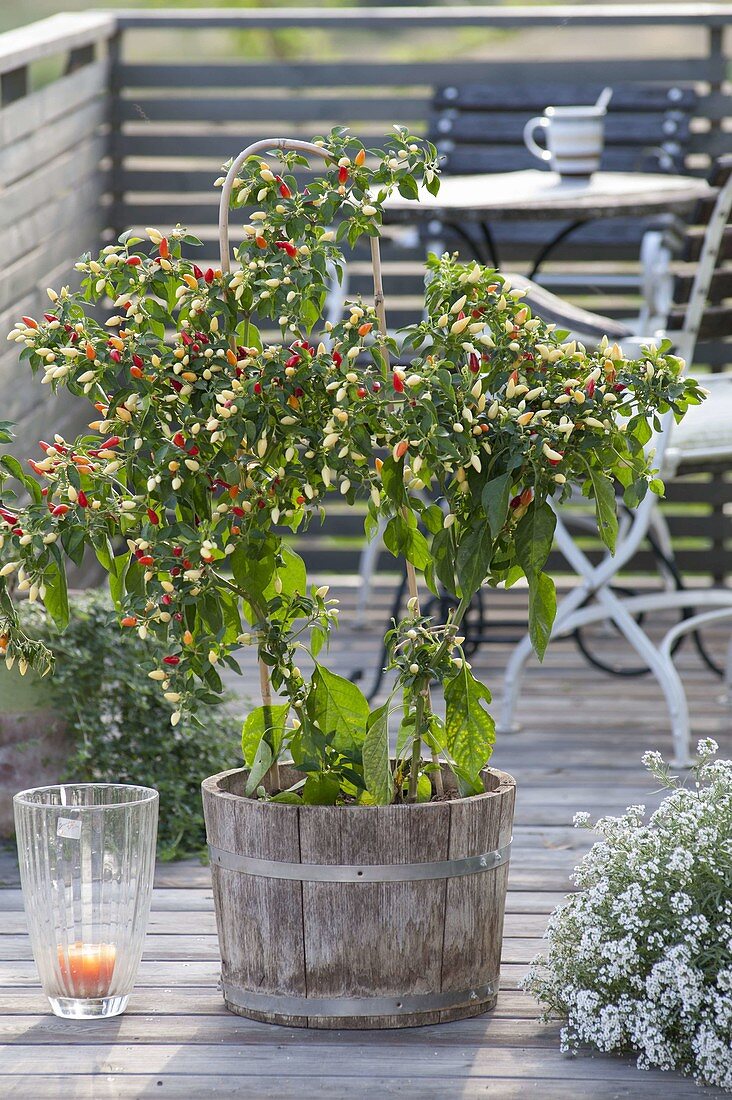 Chili 'Fireworks' (Capsicum)