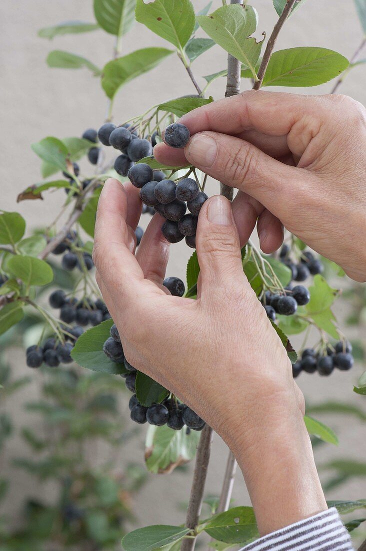 Pick berries of Aronia melanocarpa (chokeberry)