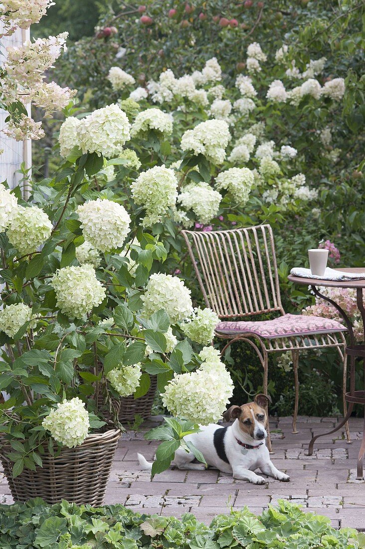 Patio on terrace with white flowers