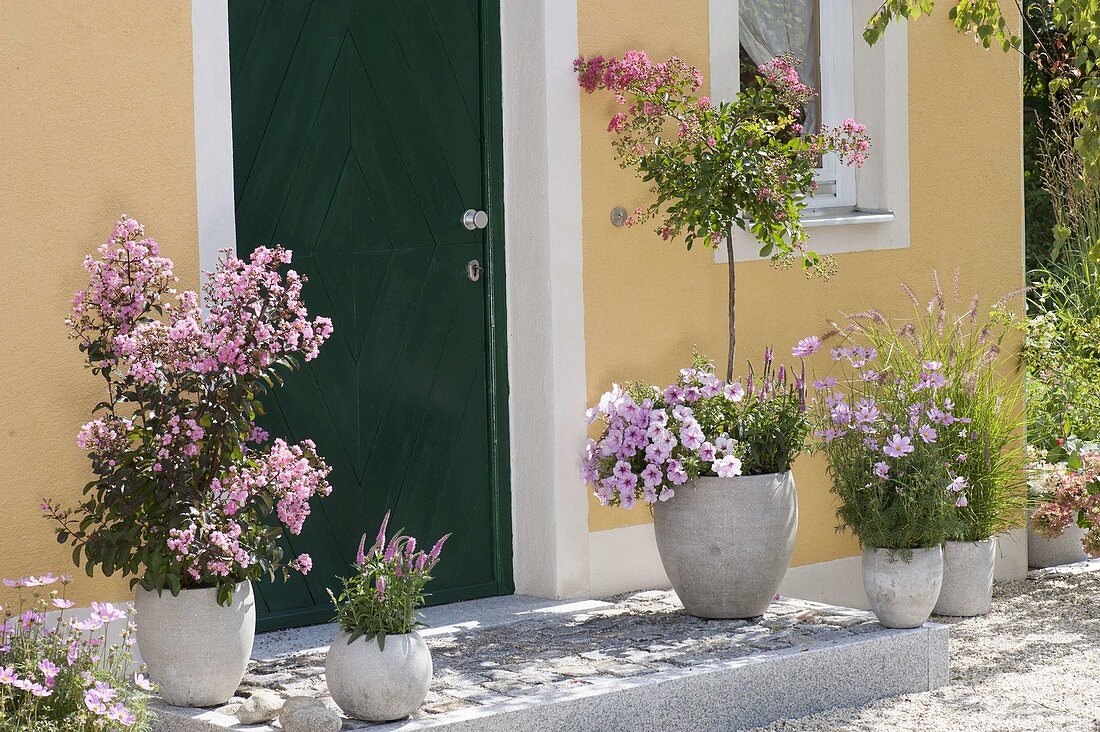 House entrance with pink flowering plants, Lagerstroemia indica