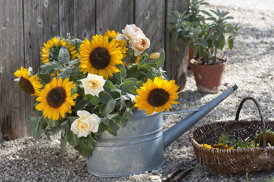 Strauss aus Helianthus (Sonnenblumen), Salbei (Salvia) und Rosa