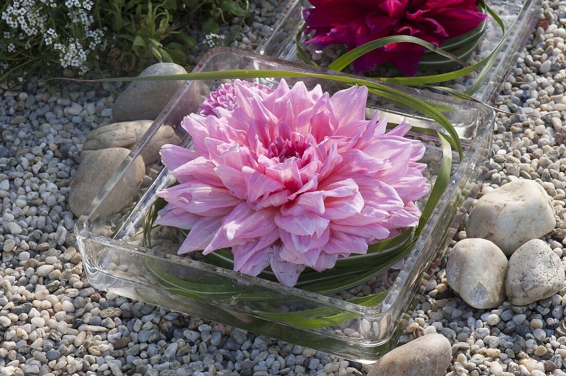 Large dahlia flowers with miscanthus