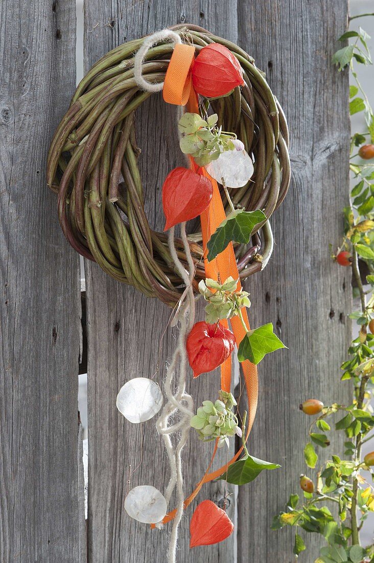 Wreath of shoots of Humulus lupulus (hops)