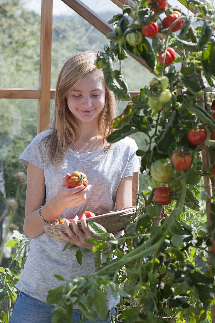 Tomato crop in the greenhouse