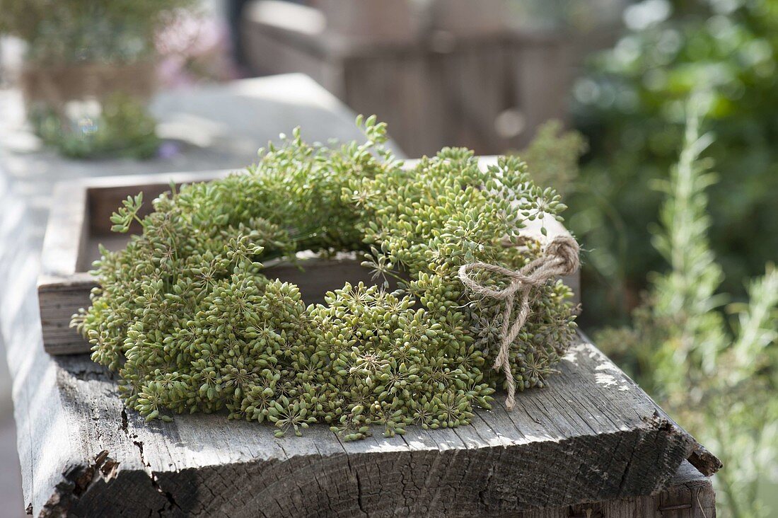 Autumn wreath of fennel (Foeniculum) seeds