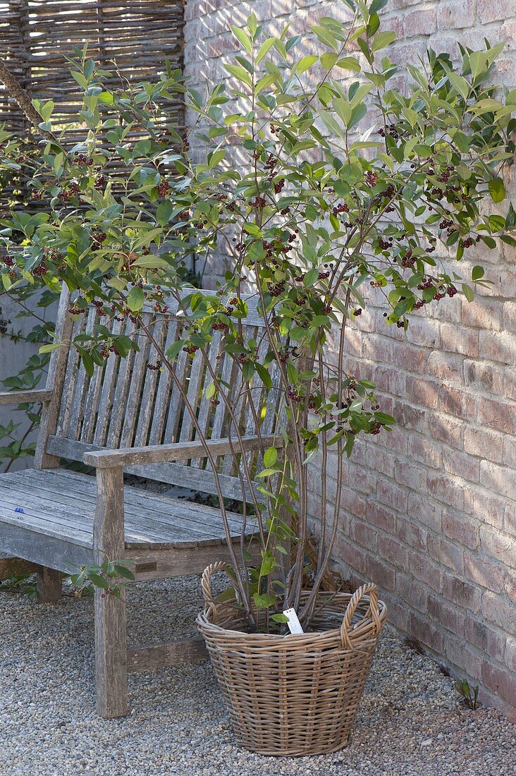 Aronia melanocarpa in basket on gravel terrace, wooden bench