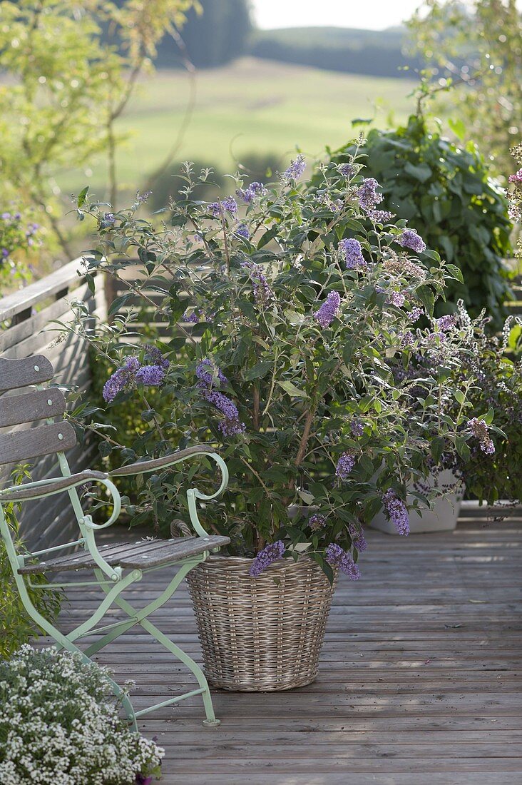 Buddleja Buzz 'Violet' in basket, chair