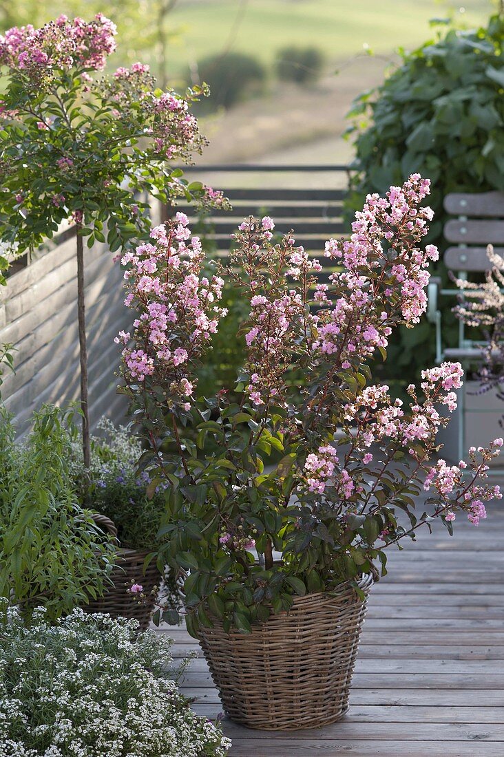 Lagerstroemia indica 'Rhapsody in Pink' (ruffle myrtle) in basket