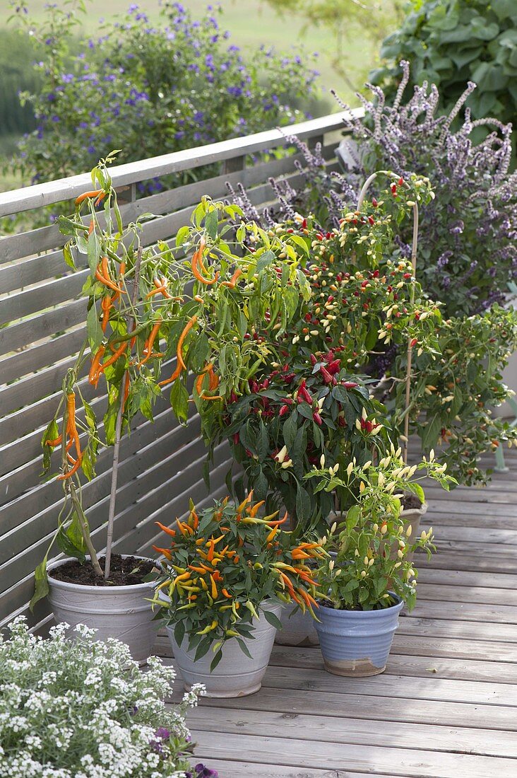 Hot peppers and chili (Capsicum frustescens, Capsicum annuum)