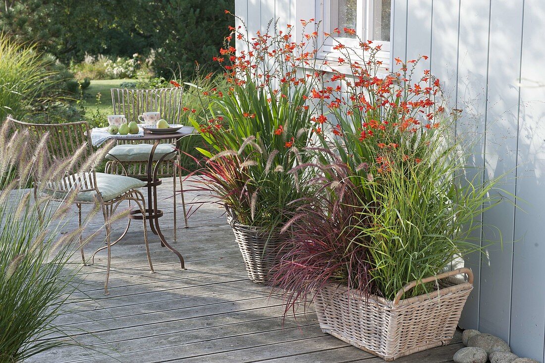 Crocosmia x crocosmiiflora 'Red King' (Montbretien) mit Panicum