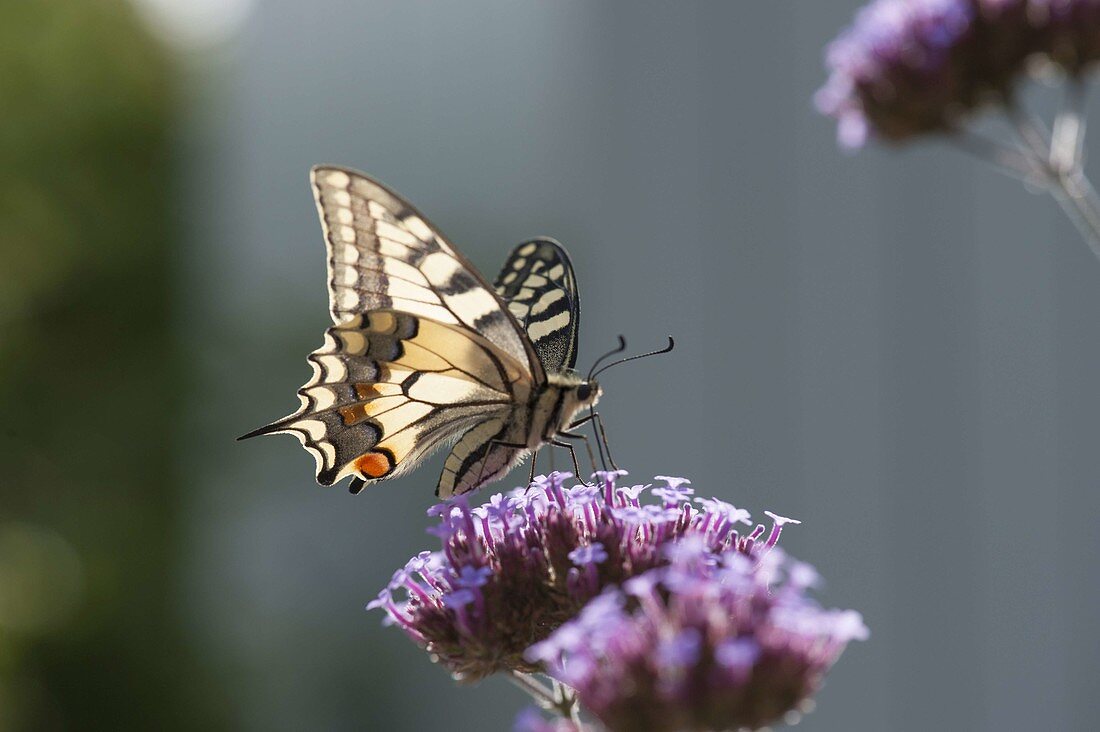 Verbena bonariensis (Eisenkraut) mit Schwalbenschwanz - Schmetterling