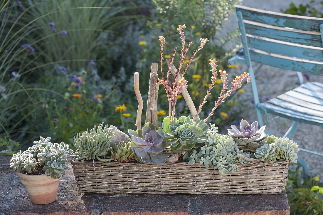 Basket with echeveria and senecio (ragwort)