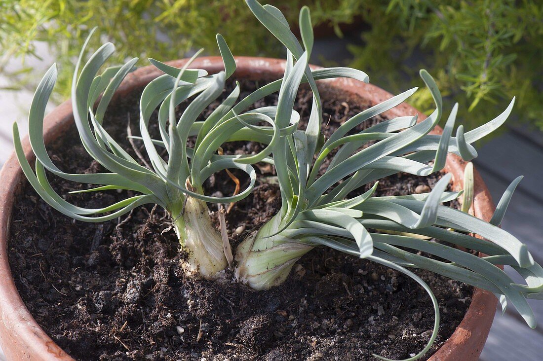 Allium senescens var. Glaucum