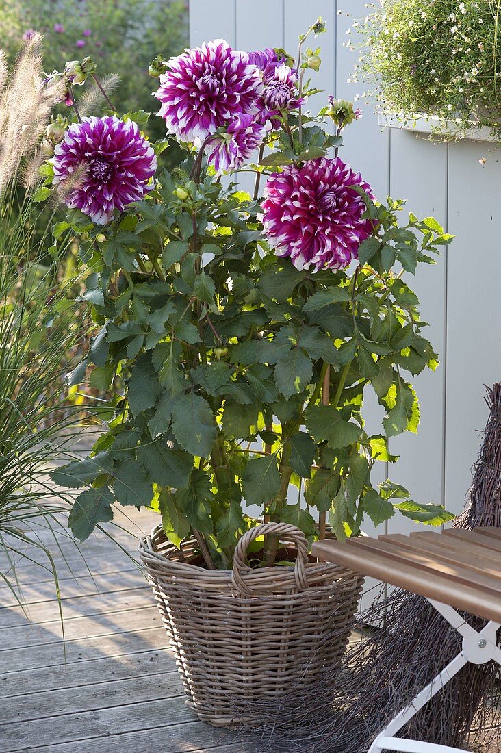 Dahlia 'Contraste' (Giant Dahlia) in basket