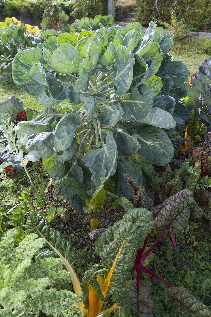 Huegelbeet mit Mangold (Beta vulgaris) und Rosenkohl (Brassica)