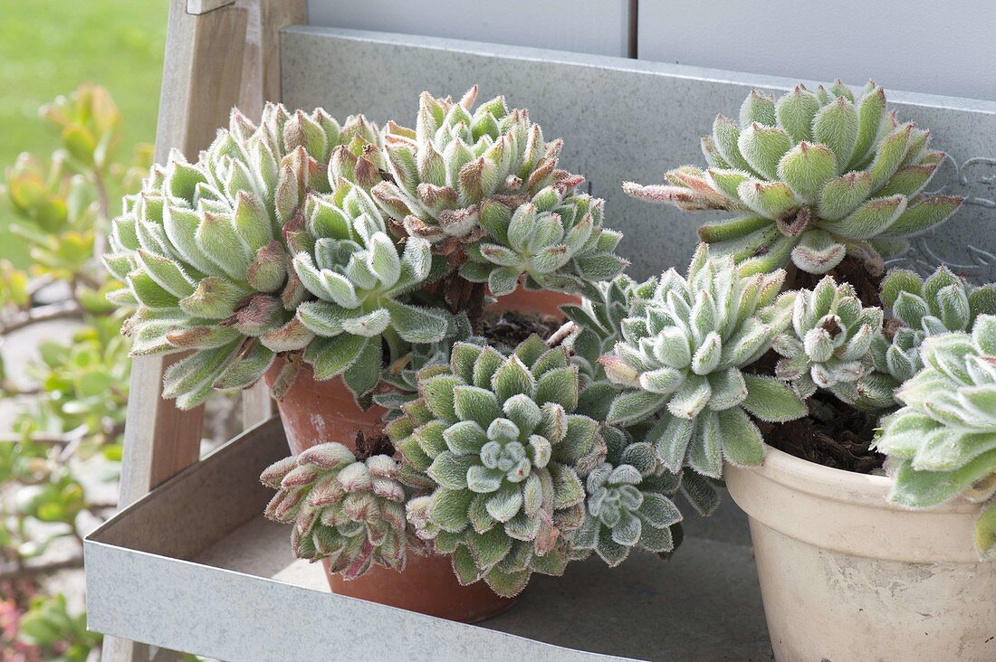 Echeveria pulvinata 'Doris Taylor' (Echeveria) in clay pots