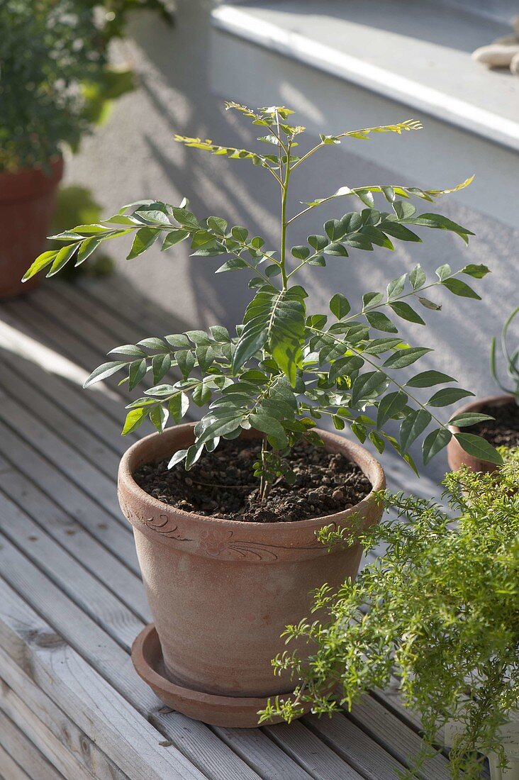 Murraya koeningii (Indisches Curryblatt) im Tontopf