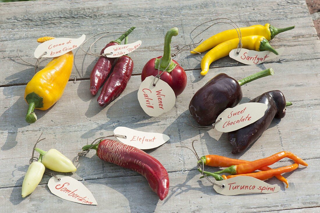 Tableau with peppers and peppers