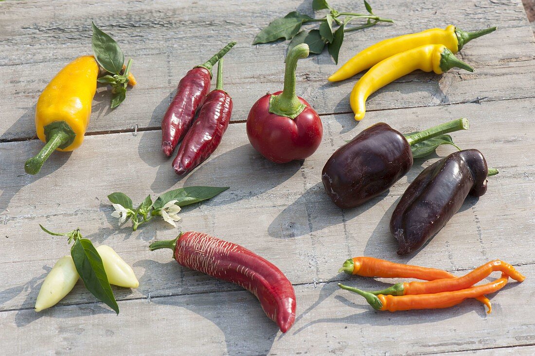 Tableau with peppers and peppers