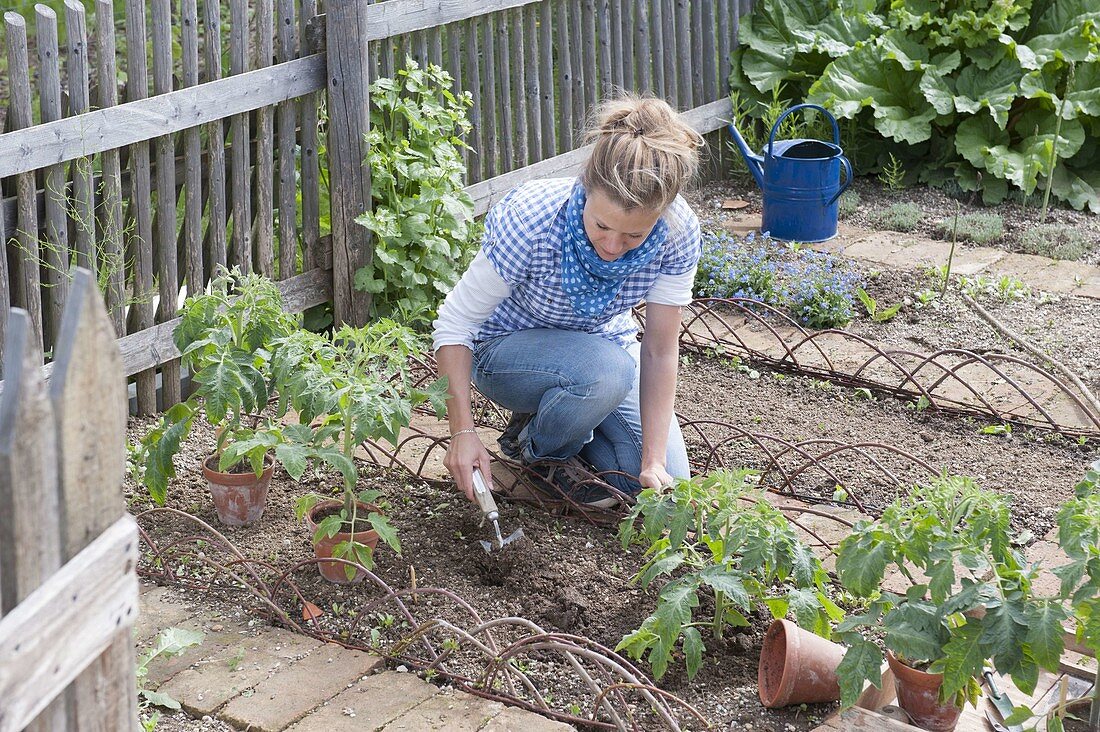 Beet mit Tomaten und Ringelblumen im Biogarten anlegen