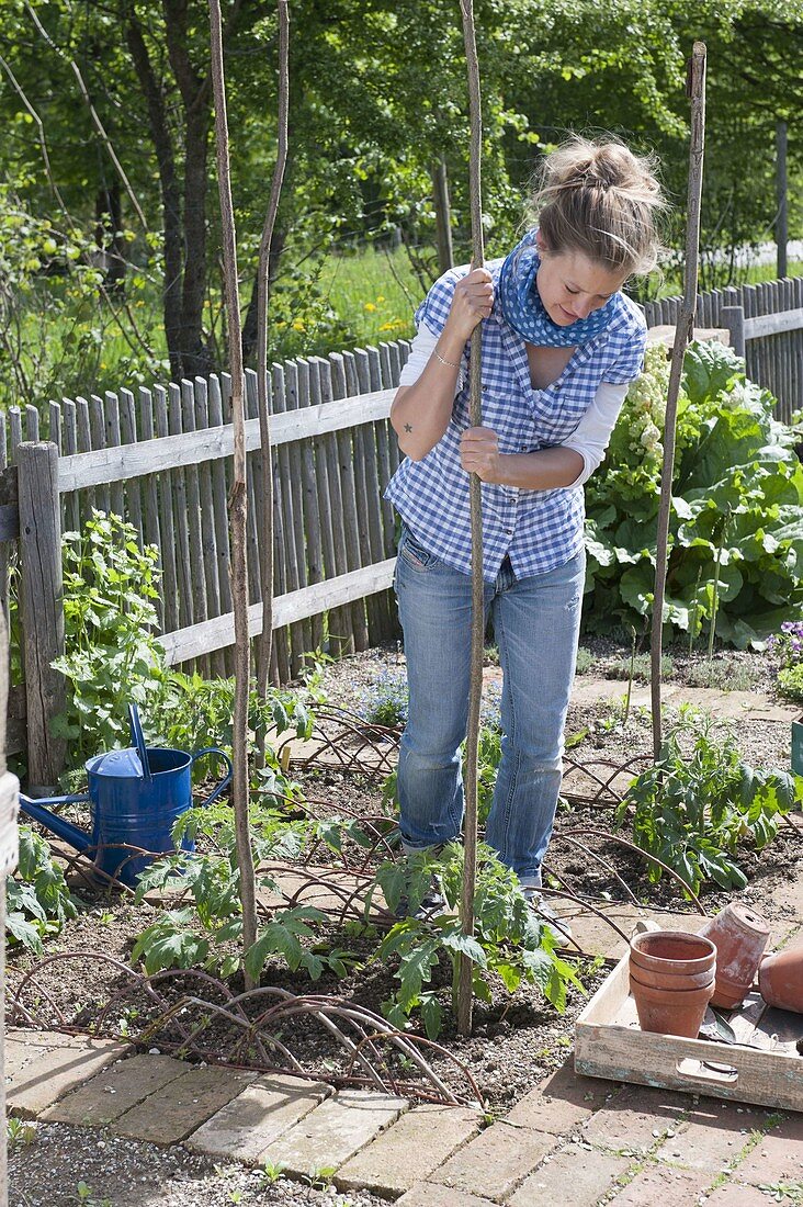 Beet mit Tomaten und Ringelblumen im Biogarten anlegen