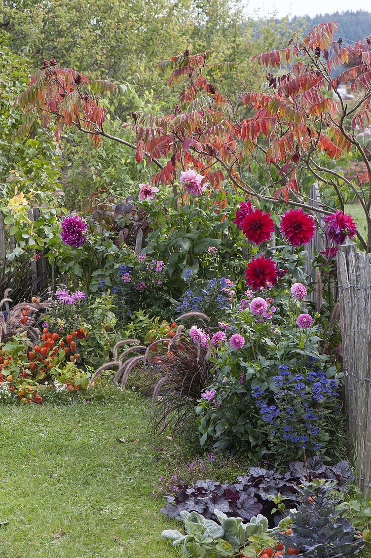 Small autumn garden with perennials and summer flowers