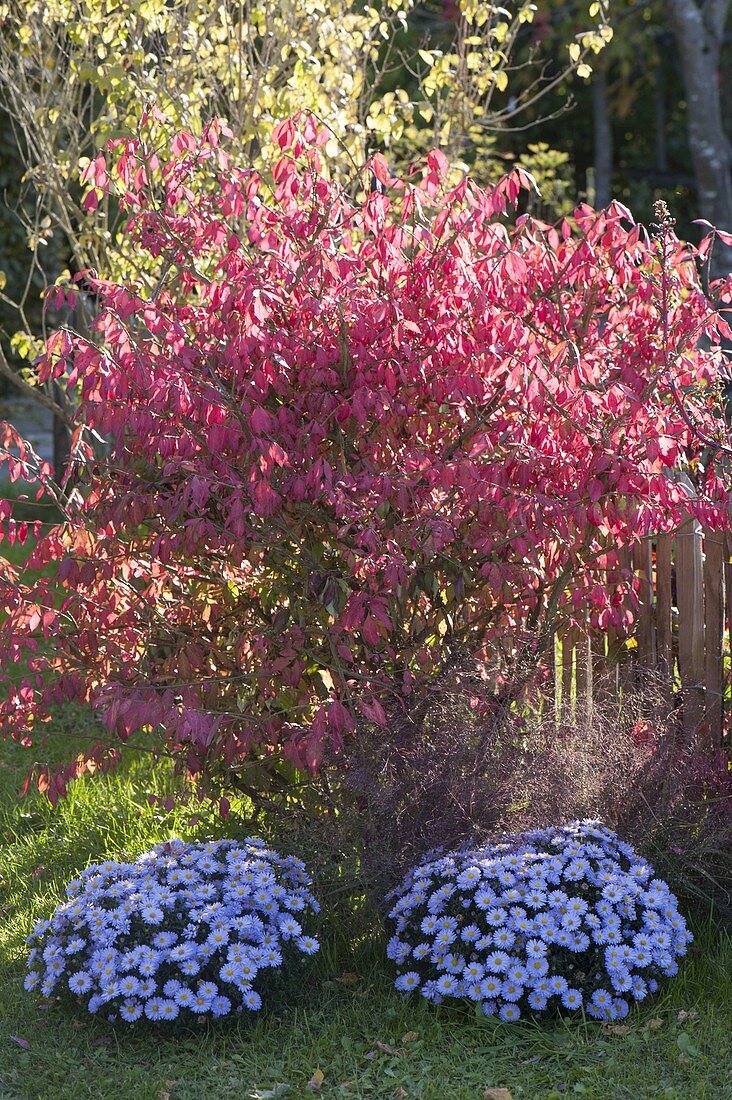 Euonymus alatus (Corkstring spindle shrub) with Aster dumosus