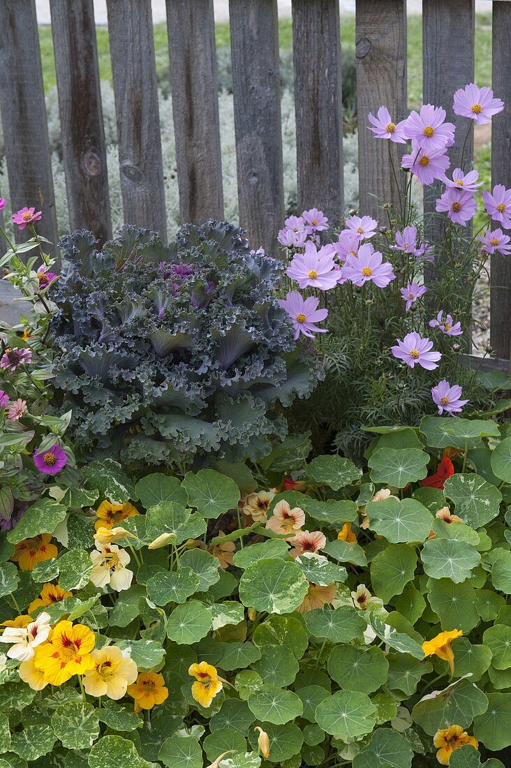 Tropaeolum majus (Kapuzinerkresse), Zierkohl (Brassica) und Cosmos