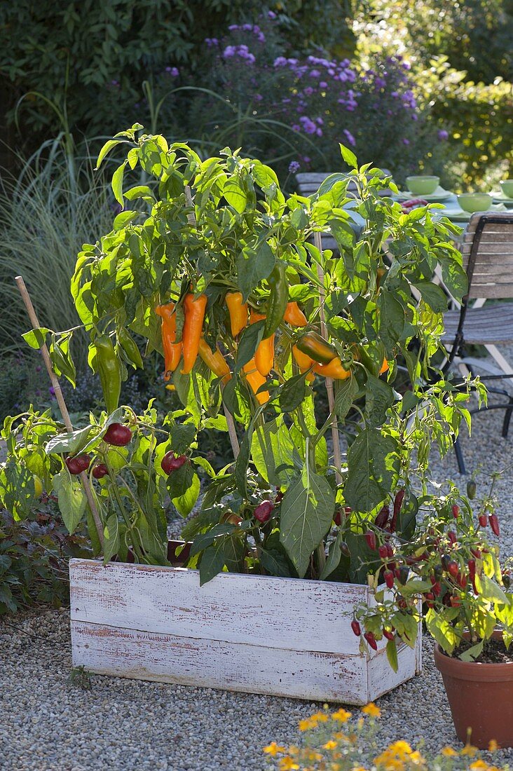 Selbstgebauter Holzkasten mit Paprika und Peperoni (Capsicum)