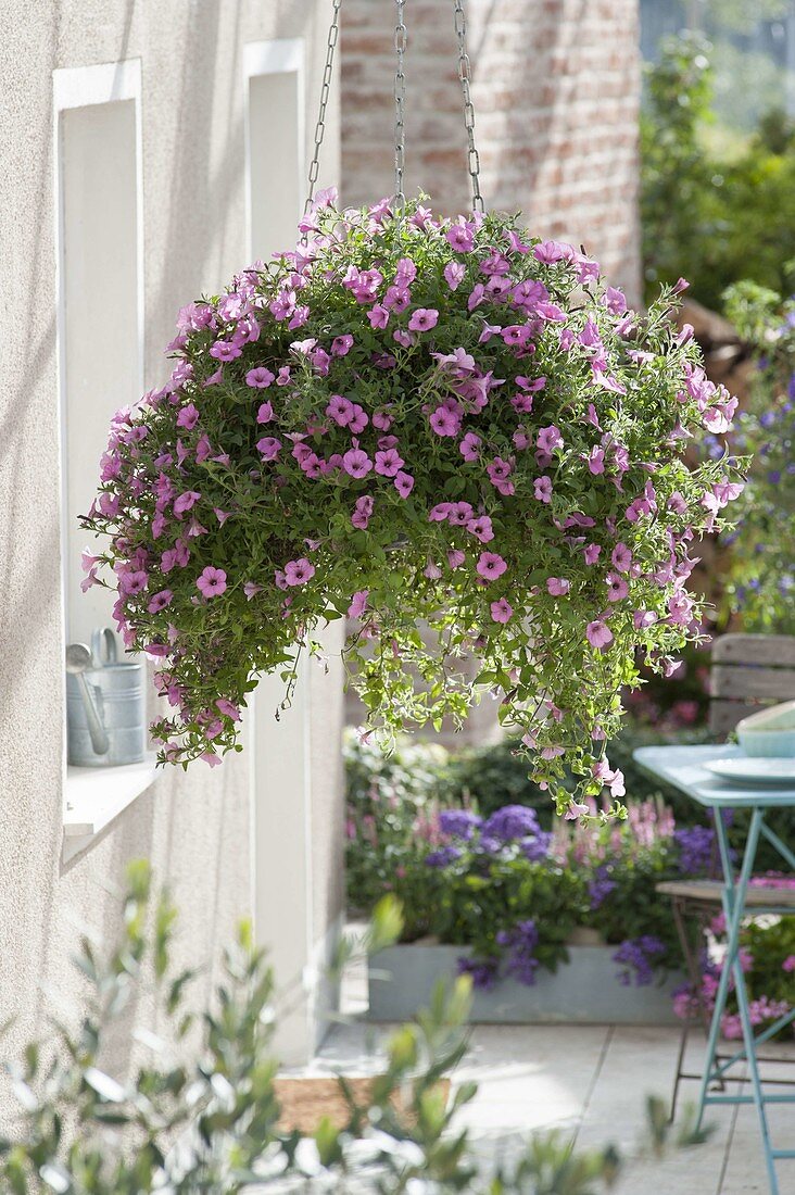 Hanging basket with Petunia 'Flamingo' (petunia)