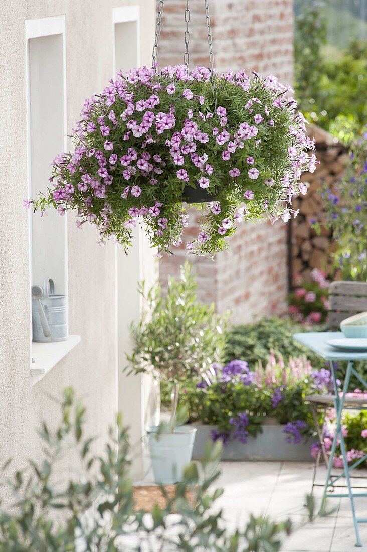 Hanging basket with Petunia 'Pink Star' (petunia)