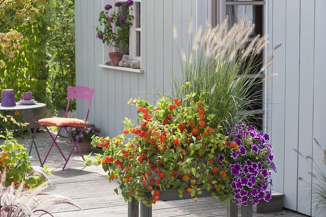 Autumn-planted box for privacy