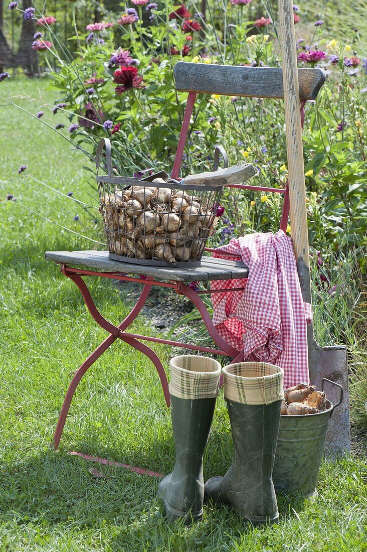 Planting time for flower bulbs, Narcissus (Narcissus)