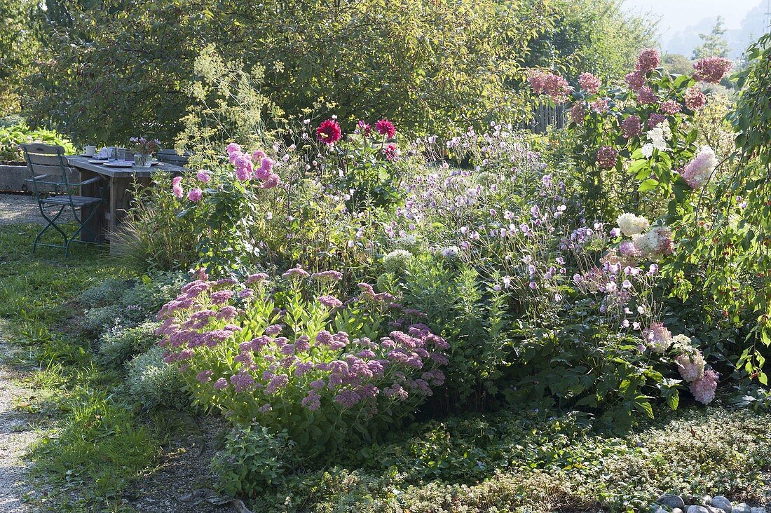 Rose flowering early autumnal bed, Sedum telephium, anemone