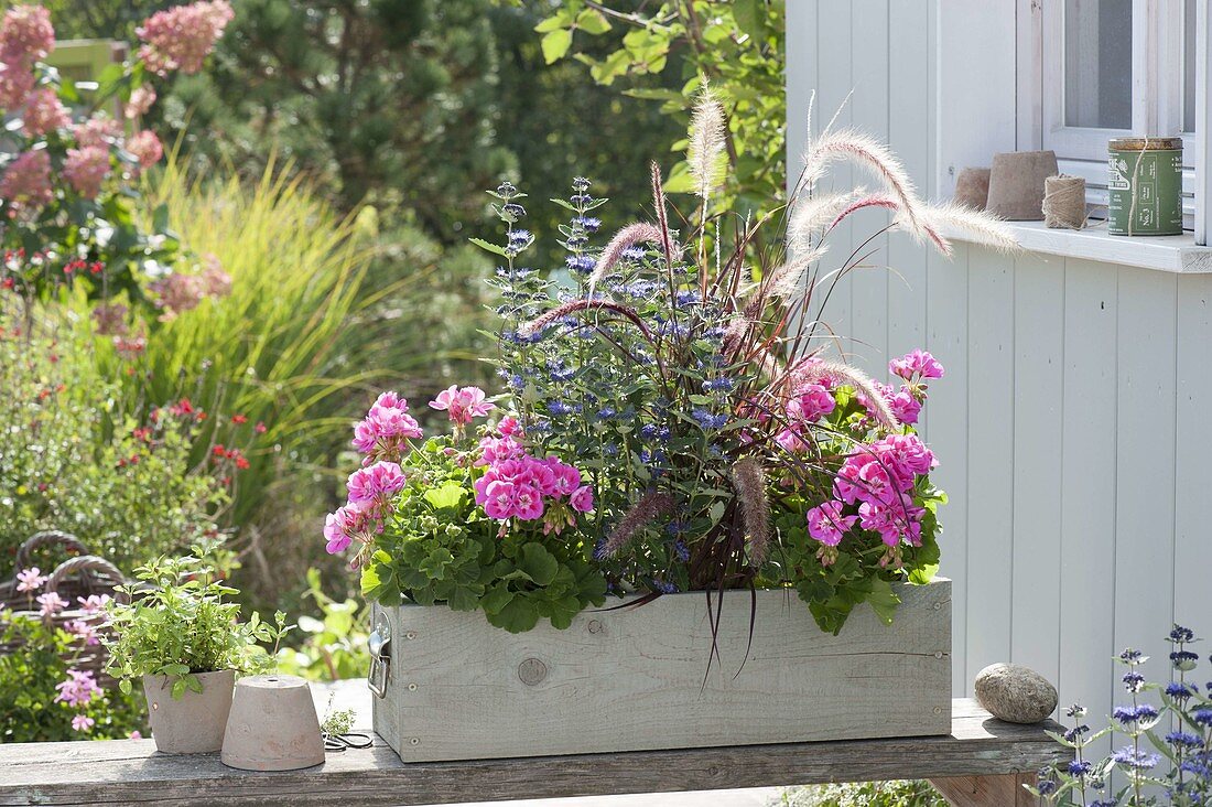 Self made wooden box planted with pink and blue pelargonium