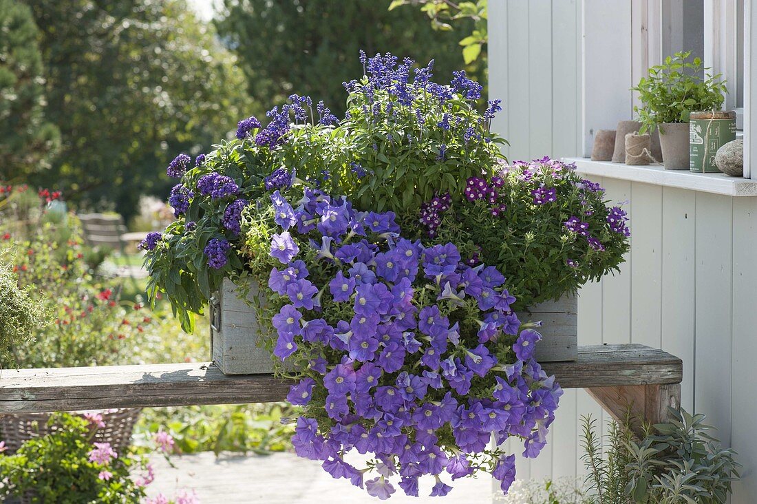 Selbstgebauter Holzkasten blau bepflanzt : Petunia 'Sky Blue' (Petunie)