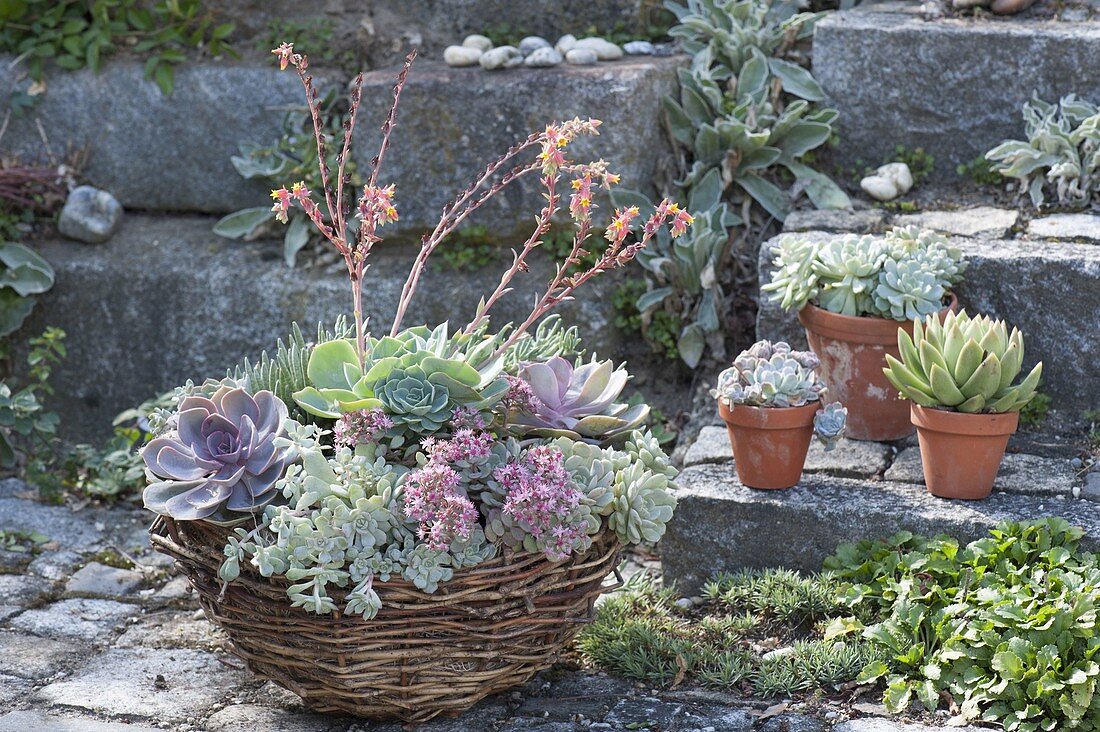 Korb und Tontoepfe mit Sedum (Fetthenne), Echeveria (Echeverien)