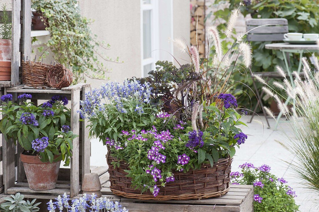 Late summer basket blue-purple planted Salvia farinacea 'Light Candle'