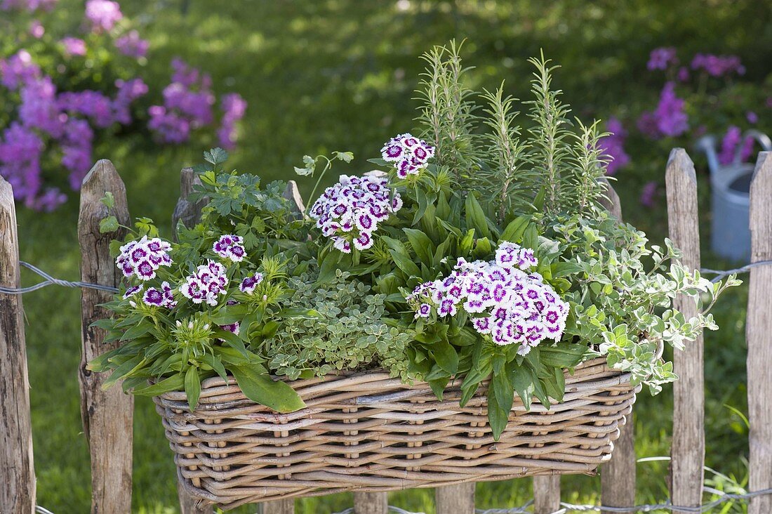 Basket with Dianthus barbatus, rosemary