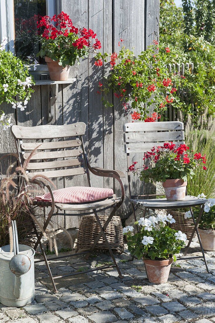 Pots with red and white Pelargonium, Pennisetum rubrum