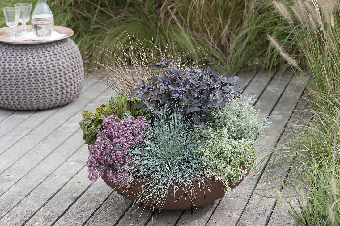 Bowl with Sedum spurium, Sedum cautiolum (Stonecrop), Festuca