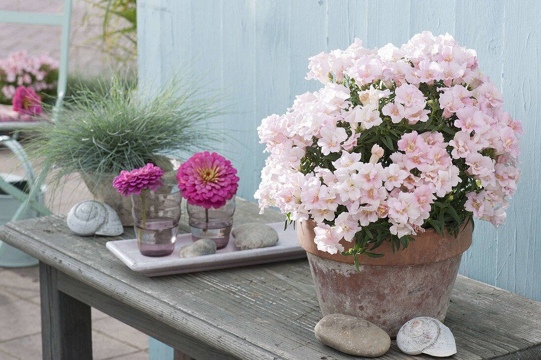 Antirrhinum 'Twinny Appleblossom'