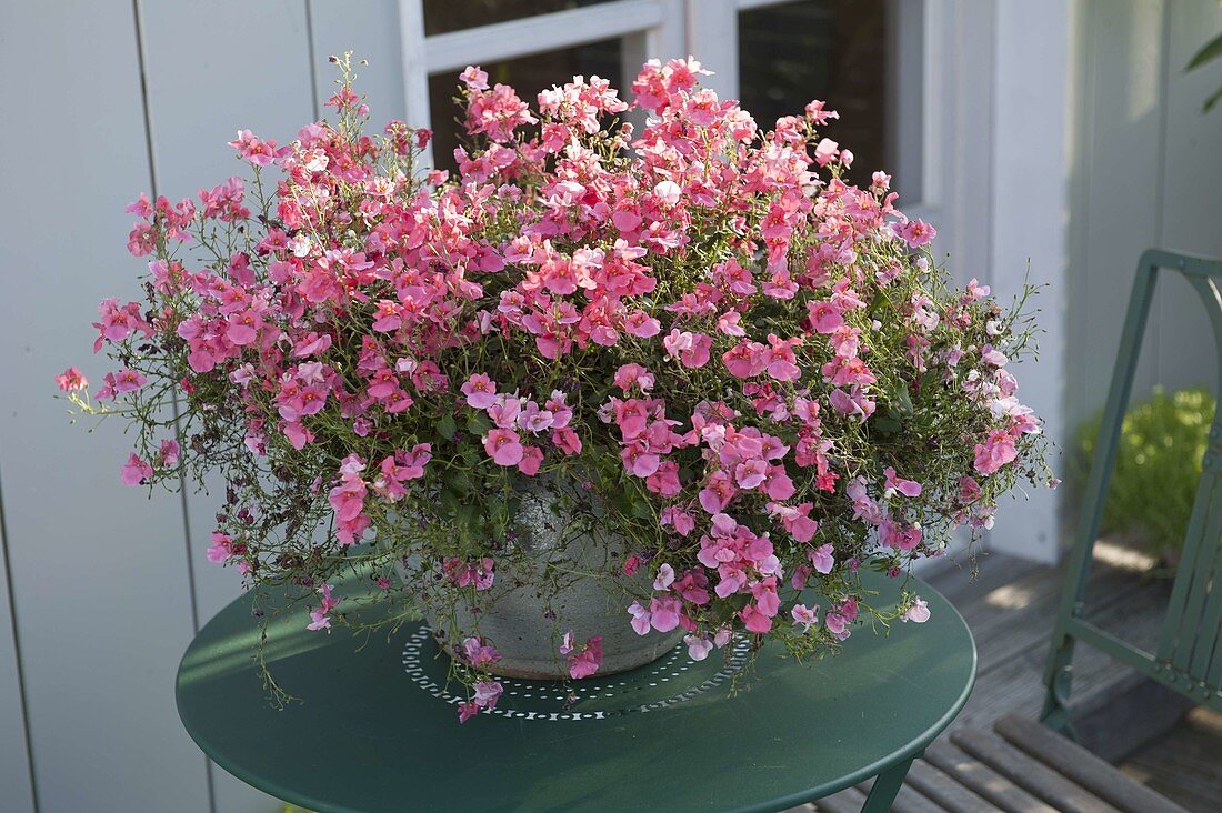 Diascia Breezee 'Plus Flamingo' (Elfspore)