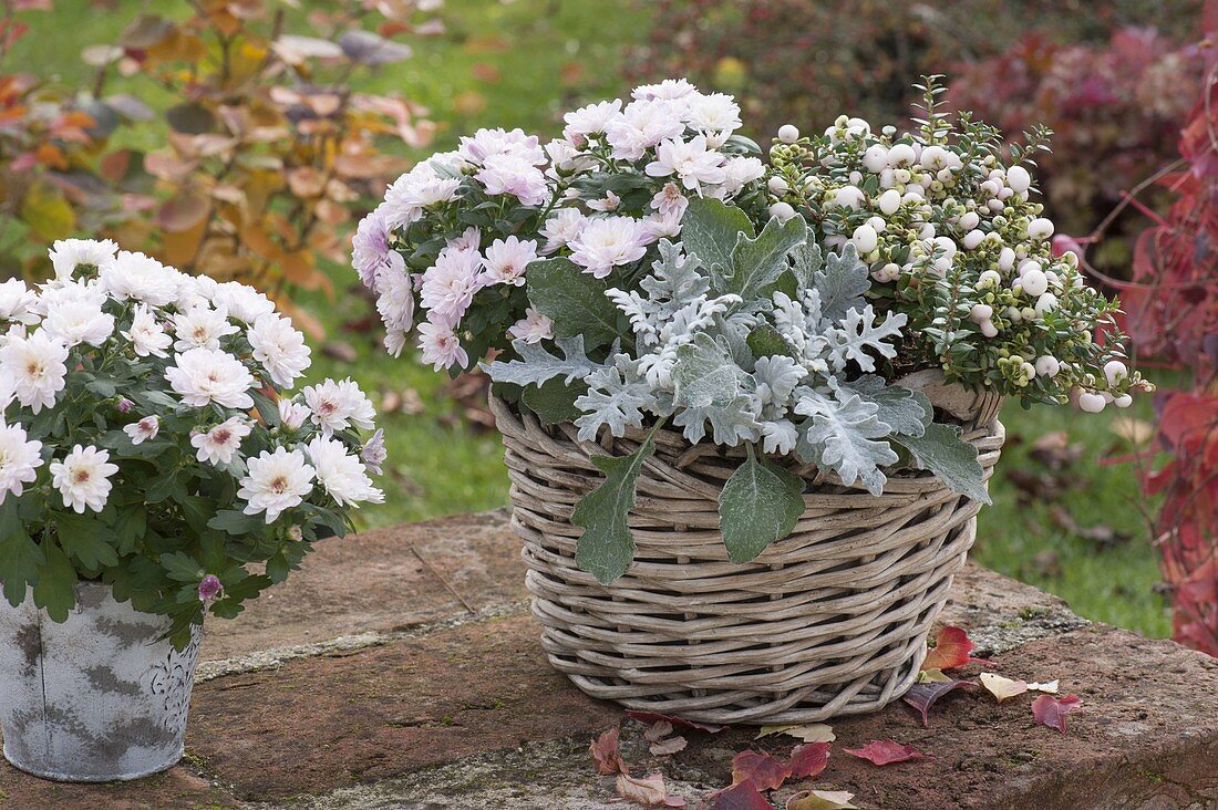 Chrysanthemum, Cineraria maritima