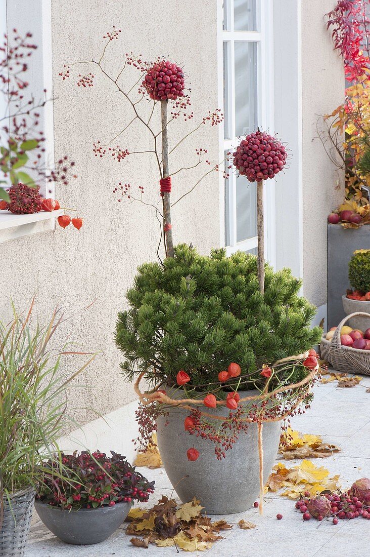 Pinus mugo mughus (mountain pine) in gray bucket