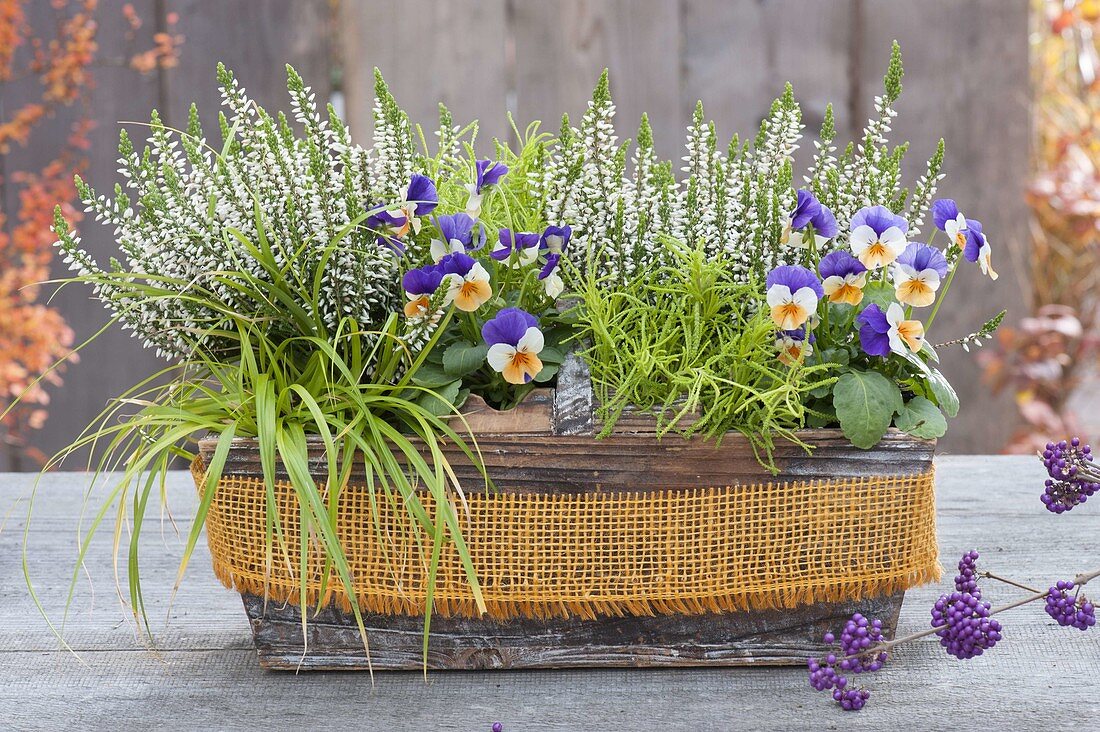 Wooden box with Calluna 'Alicia' (bud heather), Viola cornuta