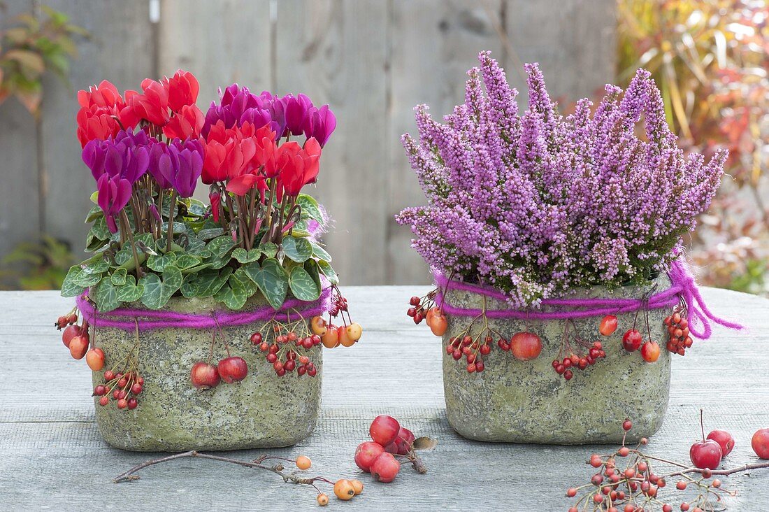 Rustic pots with cyclamen (cyclamen) and Erica gracilis