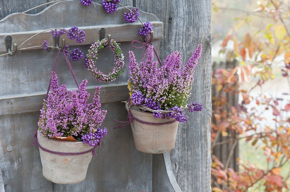 Erica gracilis 'Beauty Queens' in small terracotta pots